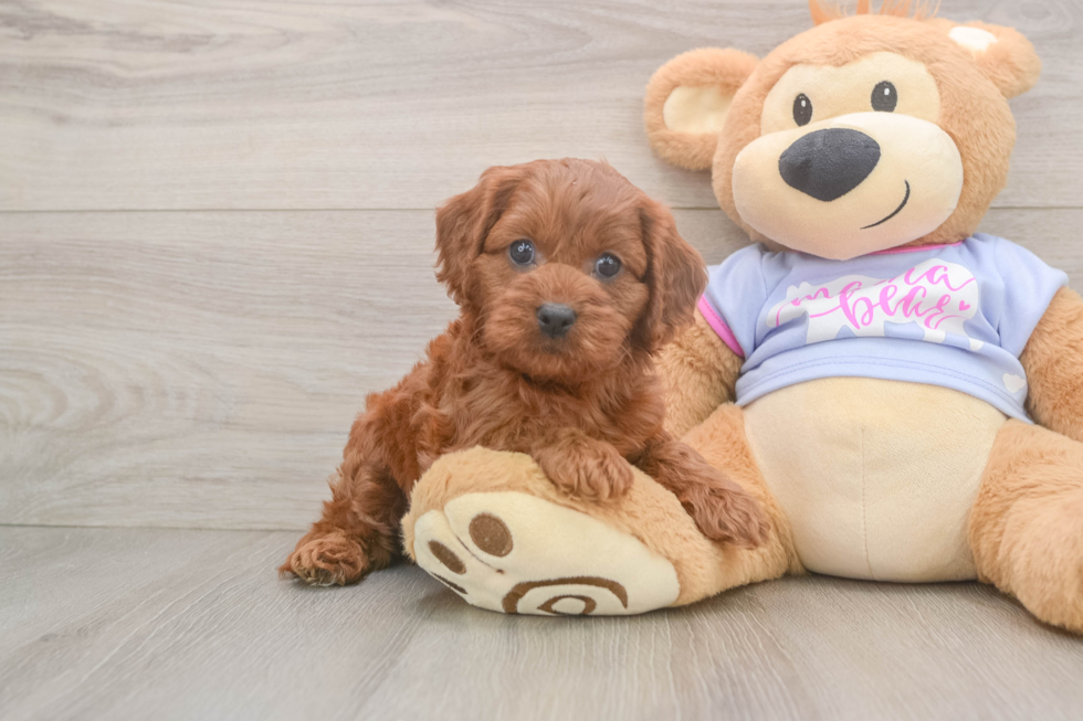 Hypoallergenic Cavadoodle Poodle Mix Puppy
