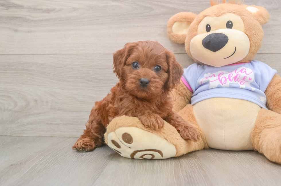 6 week old Cavapoo Puppy For Sale - Premier Pups