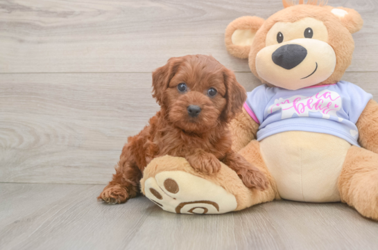 Hypoallergenic Cavadoodle Poodle Mix Puppy