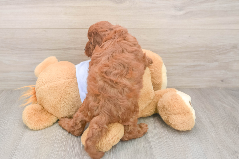 Cavapoo Pup Being Cute