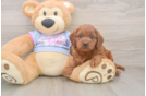 Smart Cavapoo Poodle Mix Pup
