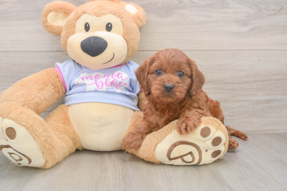 Smart Cavapoo Poodle Mix Pup