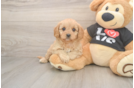 Cavapoo Pup Being Cute