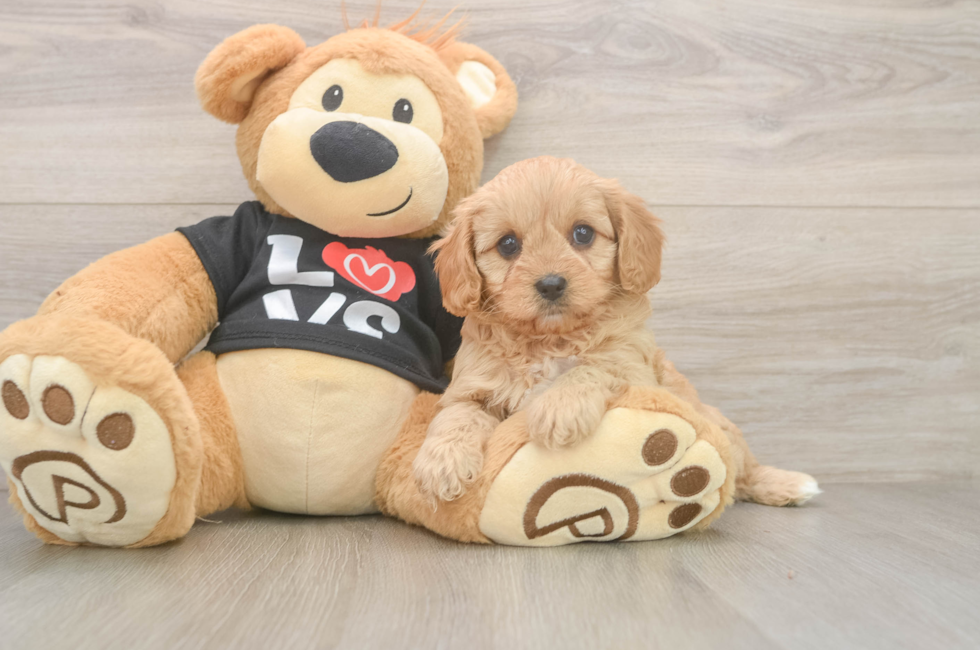 5 week old Cavapoo Puppy For Sale - Premier Pups