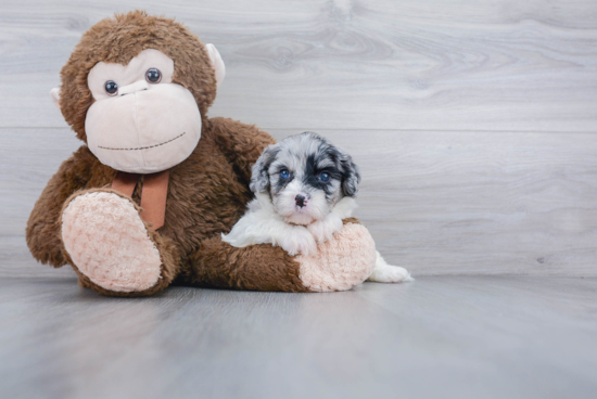 Best Cavapoo Baby