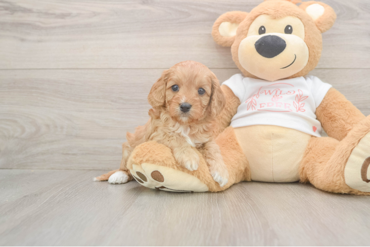Cute Cavapoo Baby