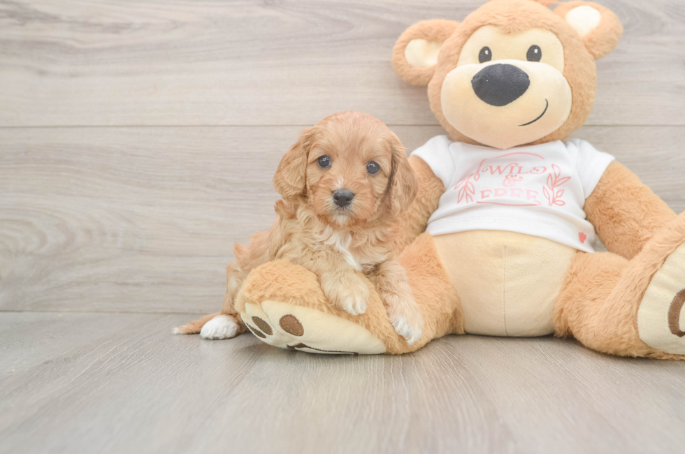 5 week old Cavapoo Puppy For Sale - Premier Pups