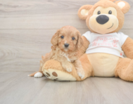 6 week old Cavapoo Puppy For Sale - Premier Pups 6 week old Cavapoo Puppy For Sale - Premier Pups