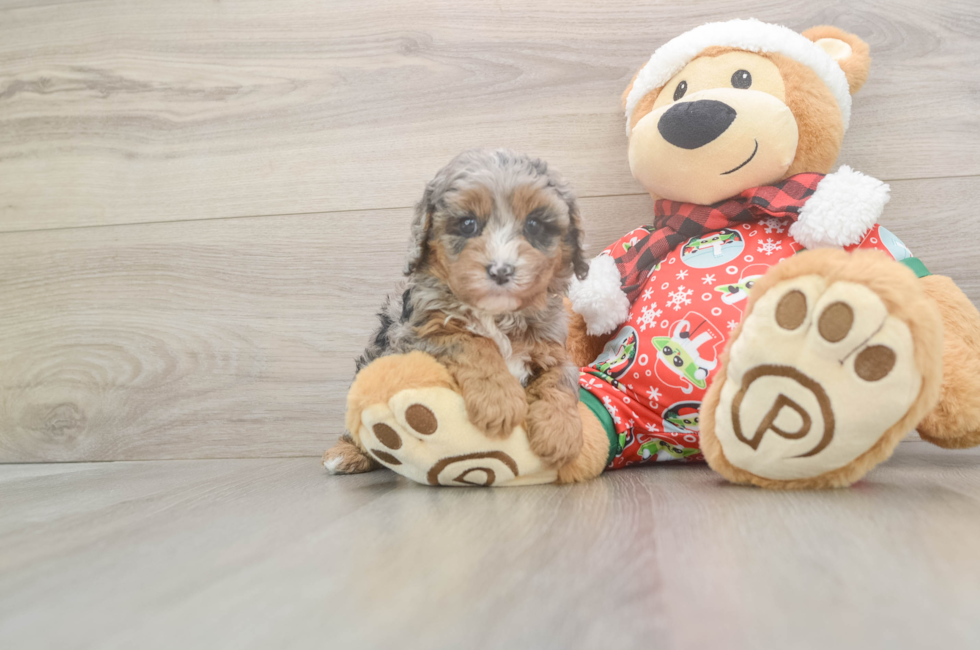 5 week old Cavapoo Puppy For Sale - Premier Pups