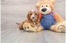 Cavapoo Puppy for Adoption
