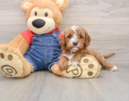 8 week old Cavapoo Puppy For Sale - Premier Pups