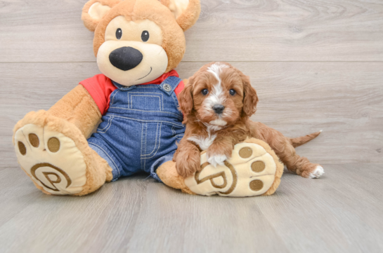 Cavapoo Puppy for Adoption