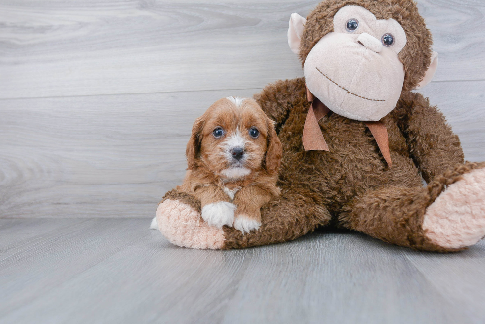 Best Cavapoo Baby