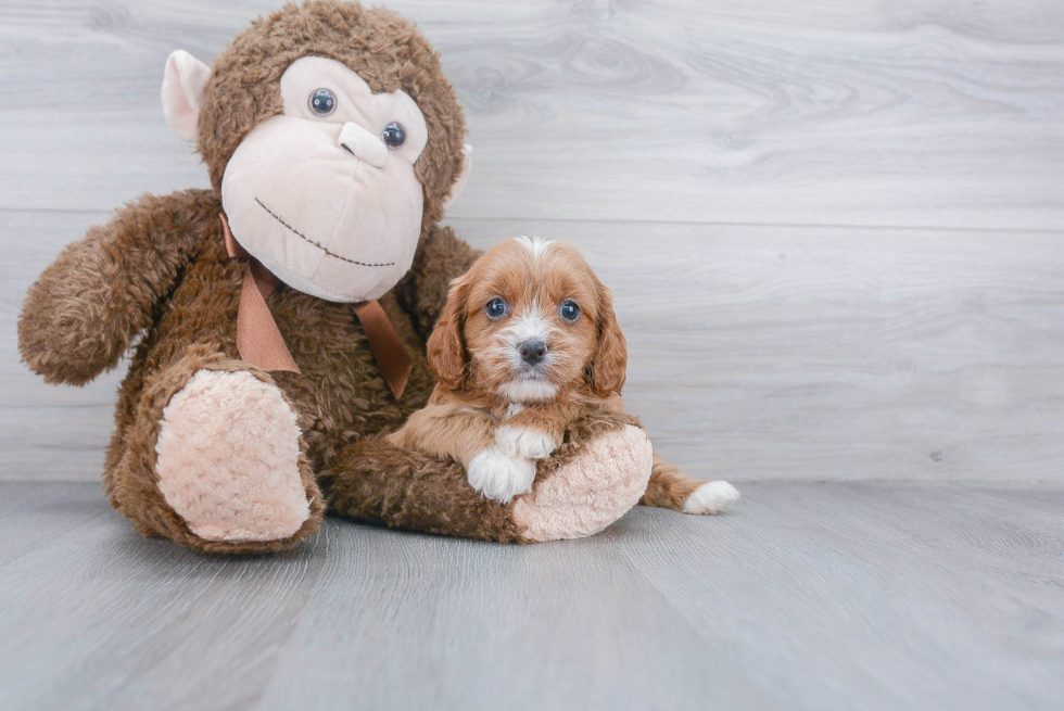 Funny Cavapoo Poodle Mix Pup