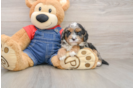 Best Cavapoo Baby