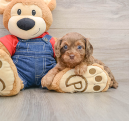 7 week old Cavapoo Puppy For Sale - Premier Pups