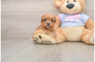 Cavapoo Puppy for Adoption
