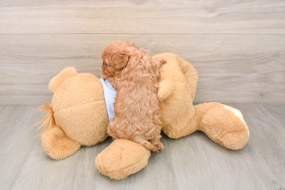 Fluffy Cavapoo Poodle Mix Pup