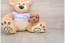 Petite Cavapoo Poodle Mix Pup