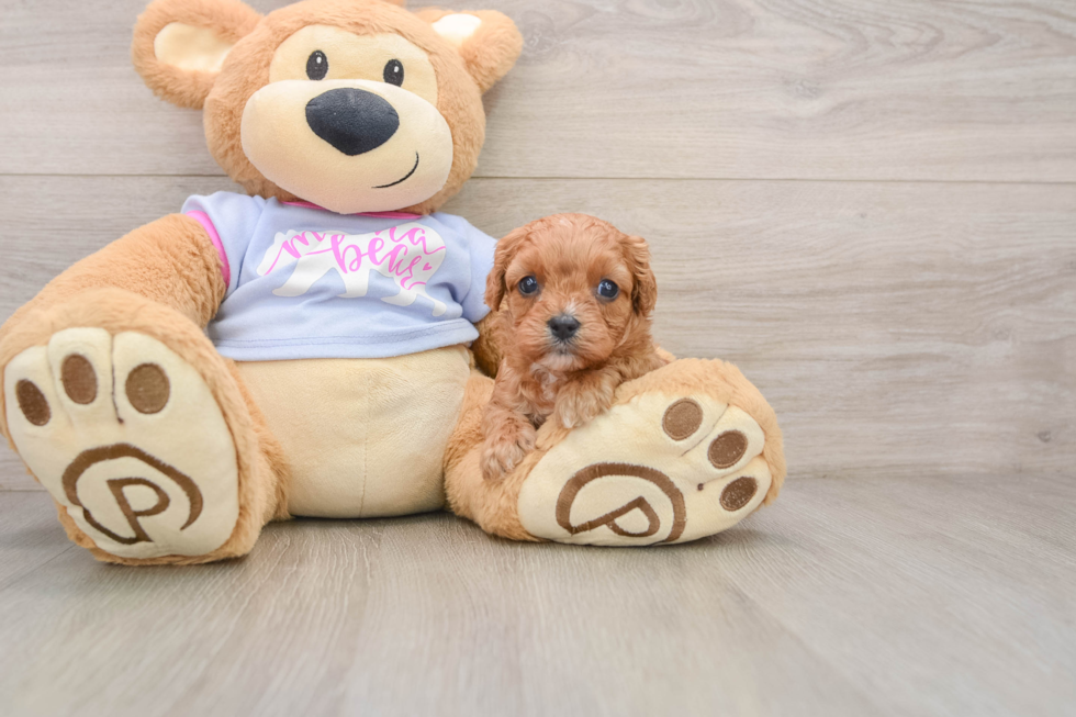 Petite Cavapoo Poodle Mix Pup