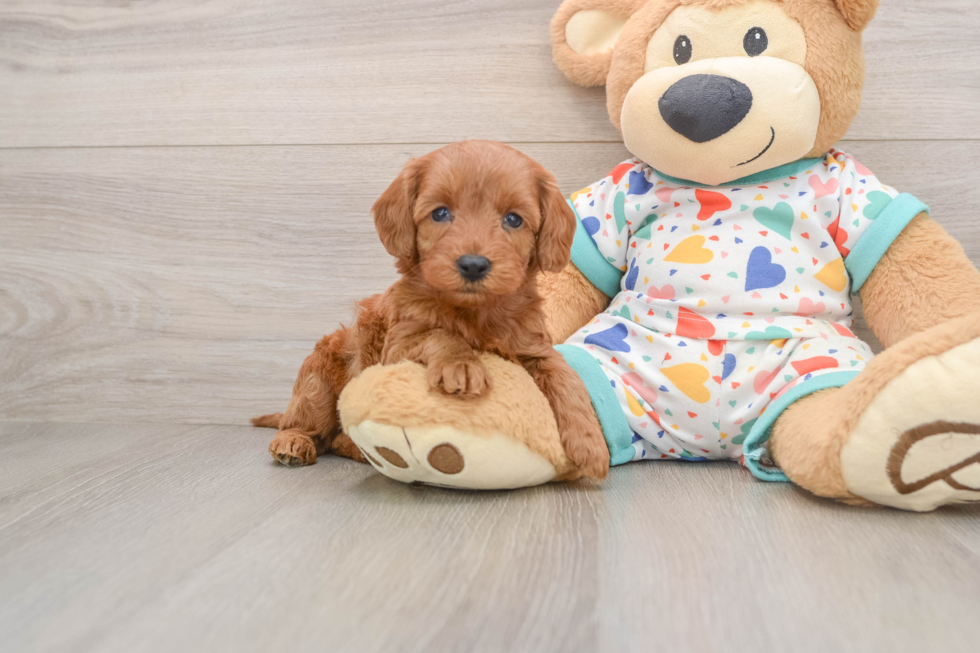 Cavapoo Puppy for Adoption