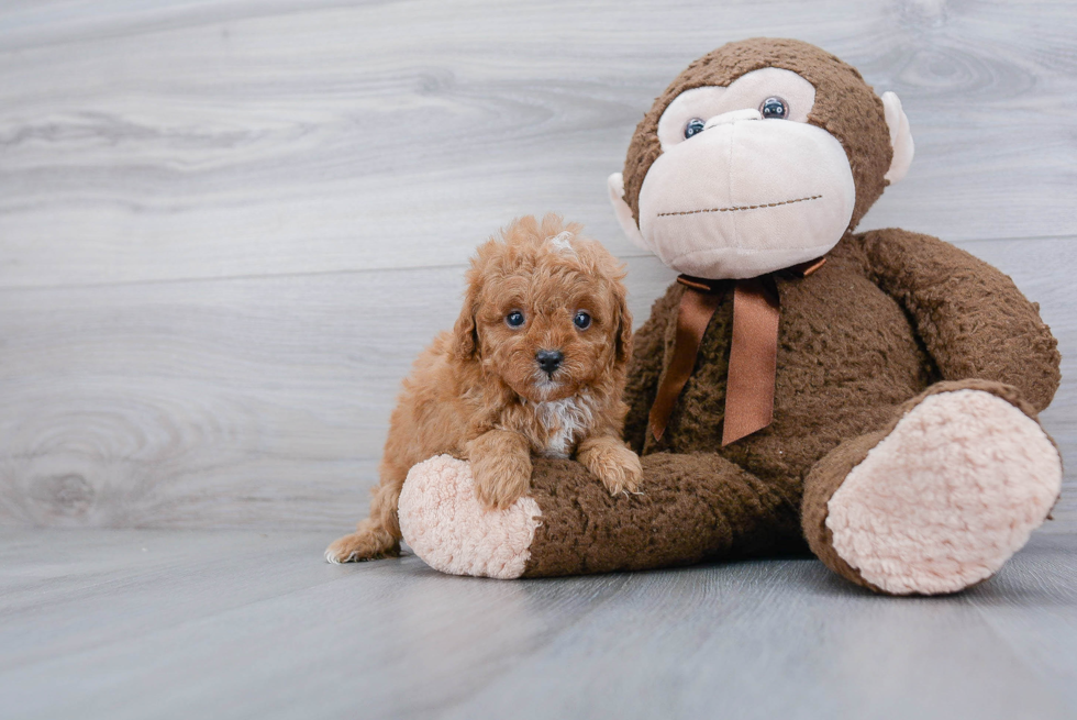 Cavapoo Pup Being Cute