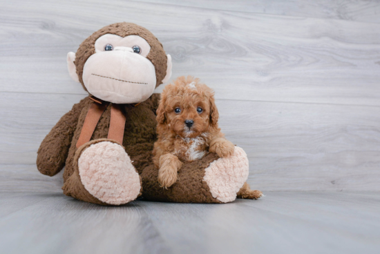 Cute Cavapoo Baby