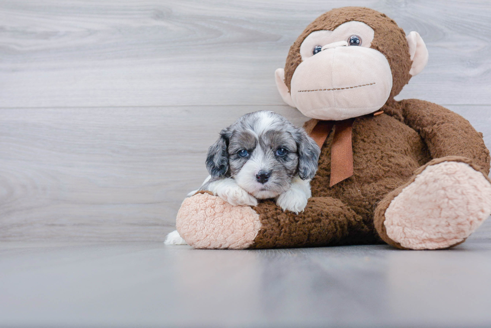 Cavapoo Puppy for Adoption