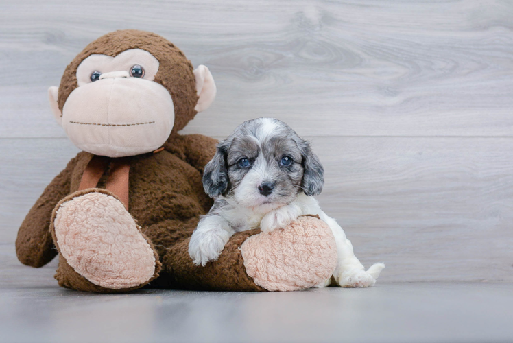 Cavapoo Pup Being Cute