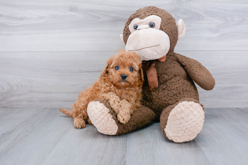 Popular Cavapoo Poodle Mix Pup