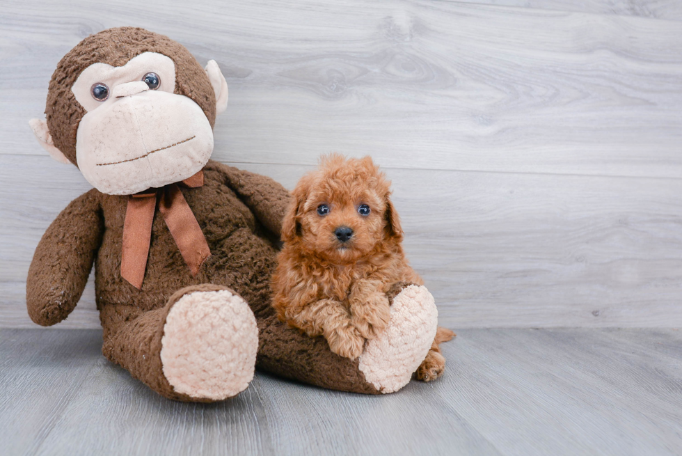 Best Cavapoo Baby