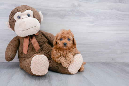 Best Cavapoo Baby