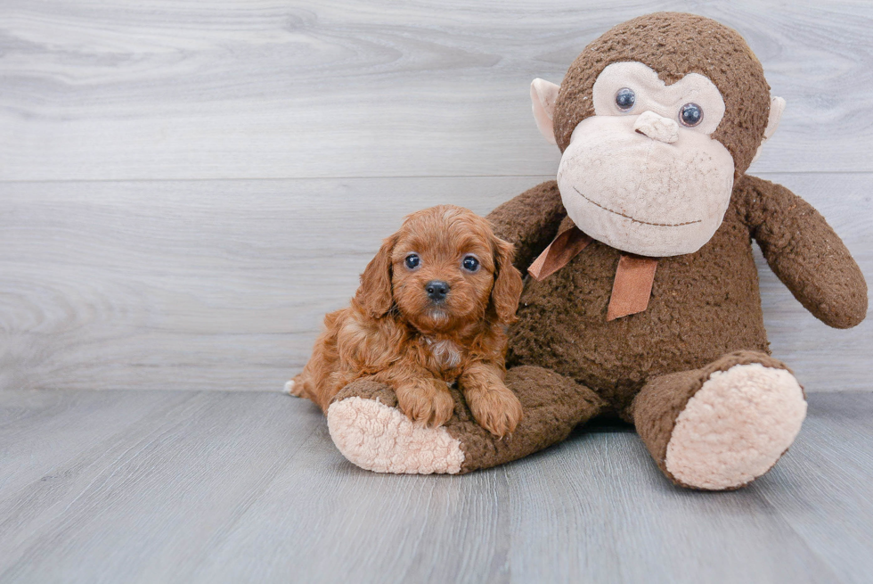 Small Cavapoo Baby