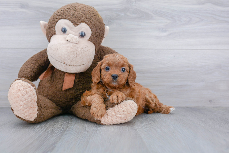 Funny Cavapoo Poodle Mix Pup