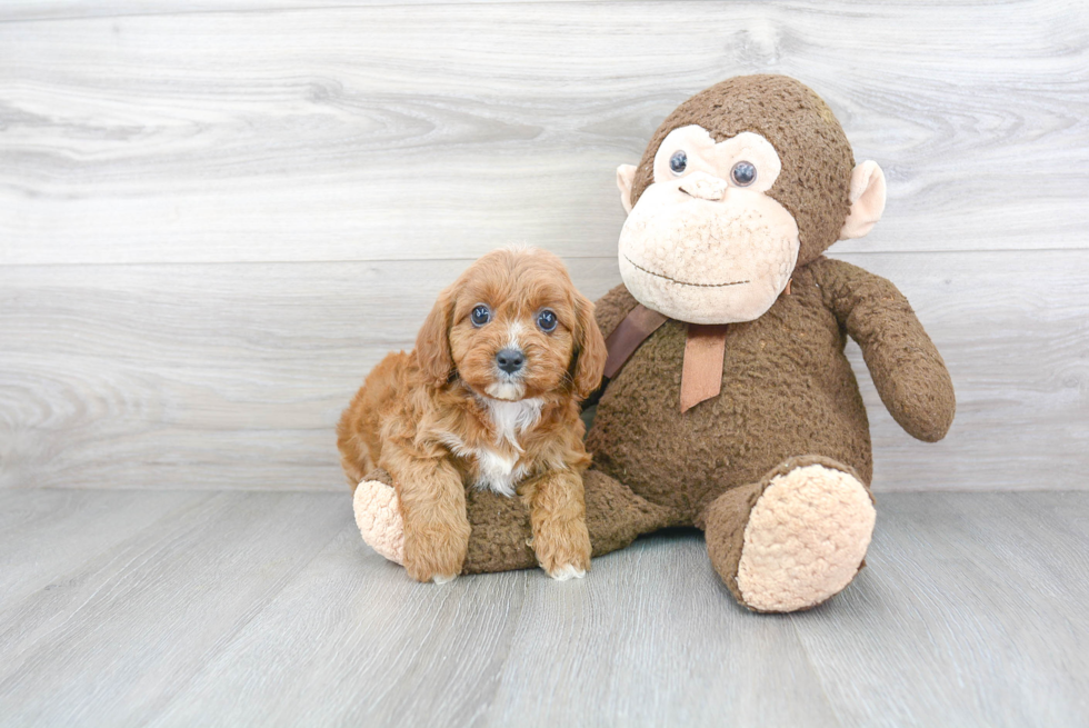 Best Cavapoo Baby