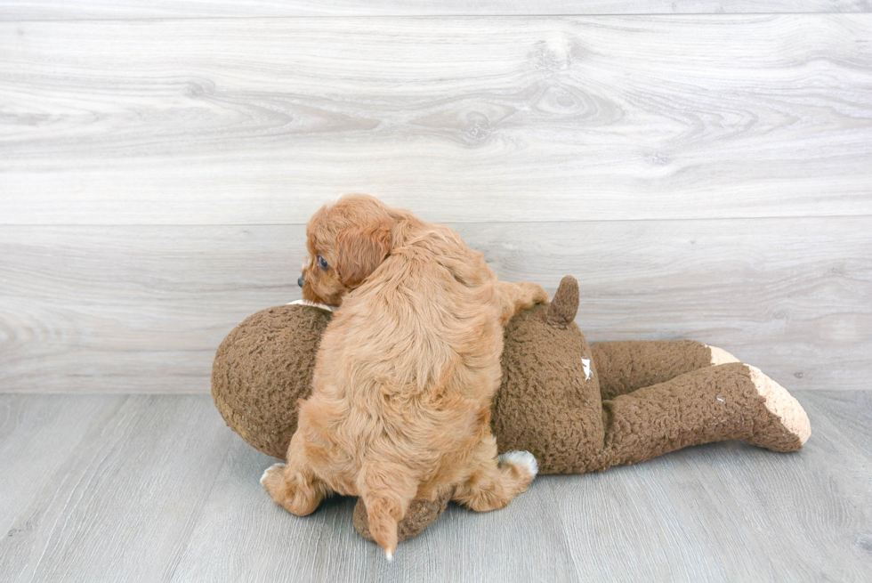 Best Cavapoo Baby