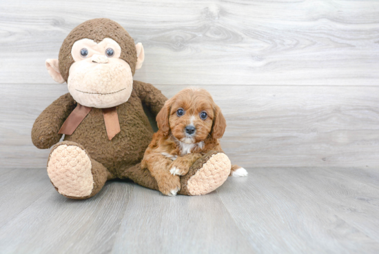 Cavapoo Pup Being Cute