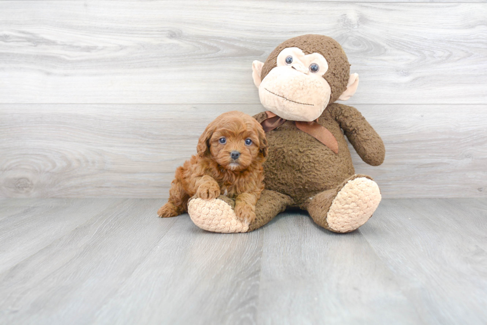 Petite Cavapoo Poodle Mix Pup