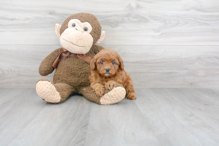 Cavapoo Puppy for Adoption