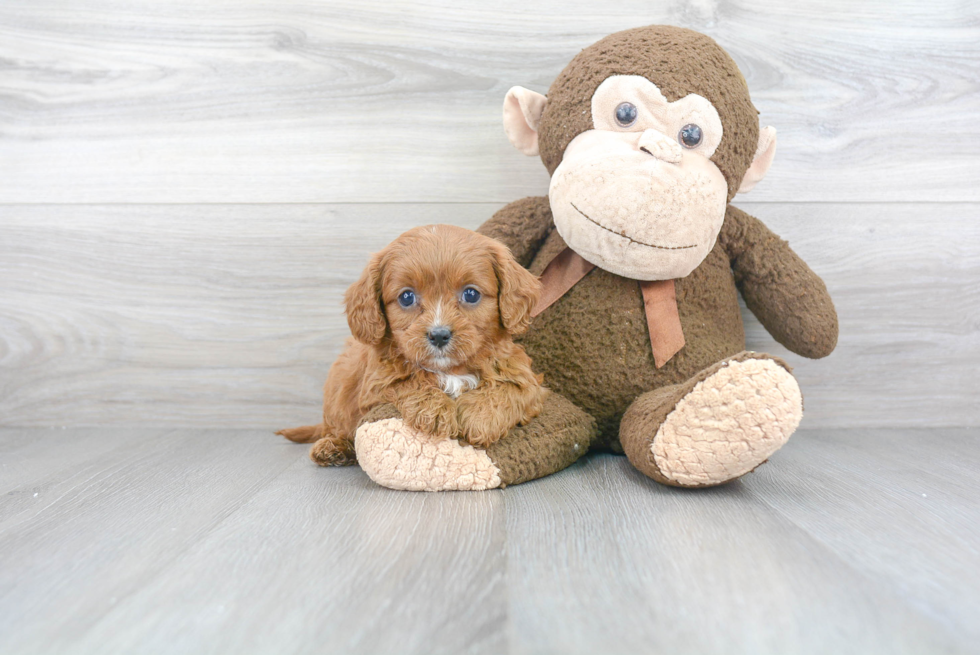 Best Cavapoo Baby