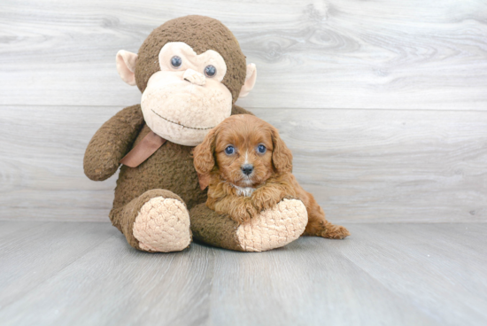 Adorable Cavoodle Poodle Mix Puppy