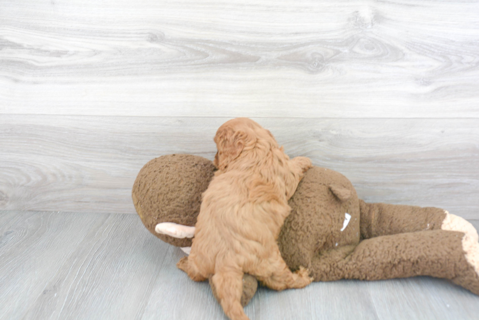 Sweet Cavapoo Baby