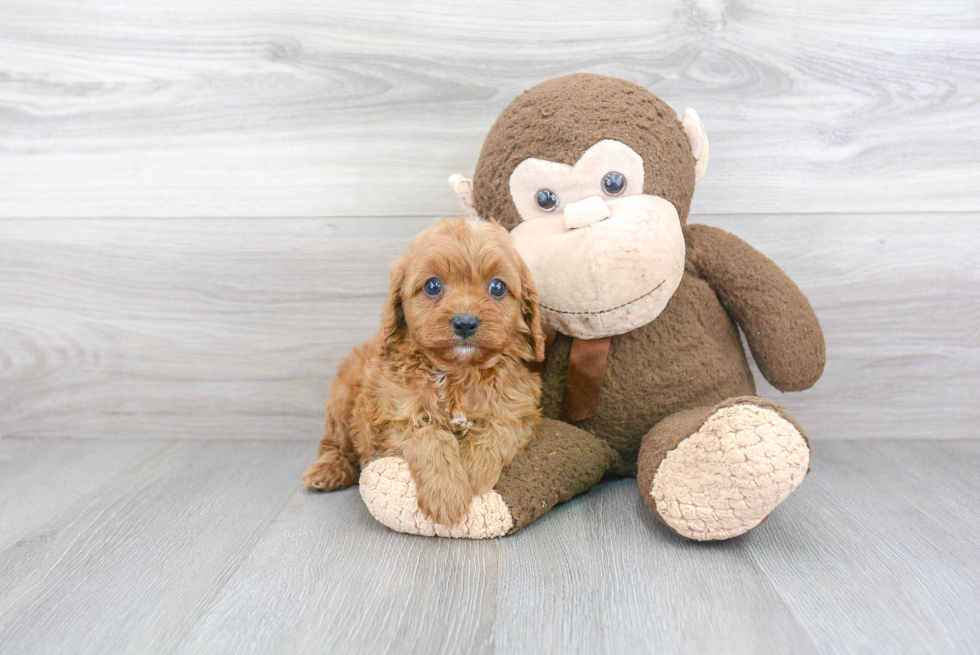 Cavapoo Pup Being Cute