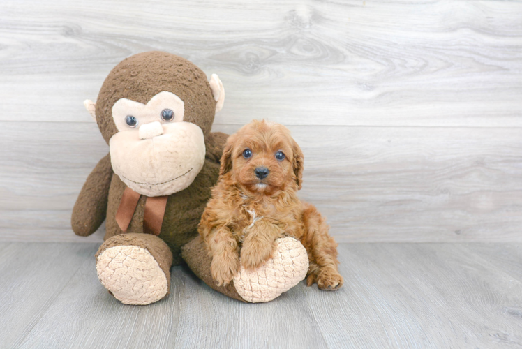 Cavapoo Pup Being Cute