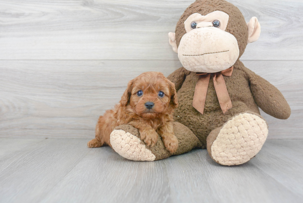 Small Cavapoo Baby