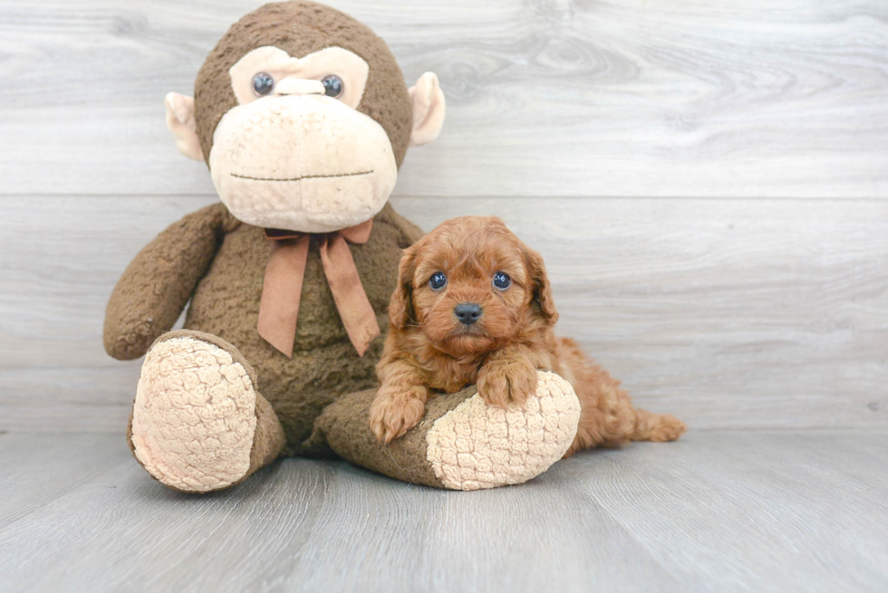 Cute Cavapoo Baby