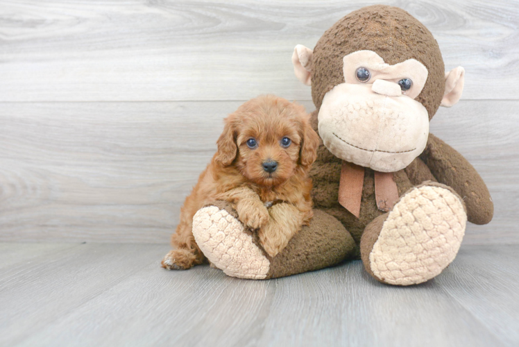 Cavapoo Pup Being Cute