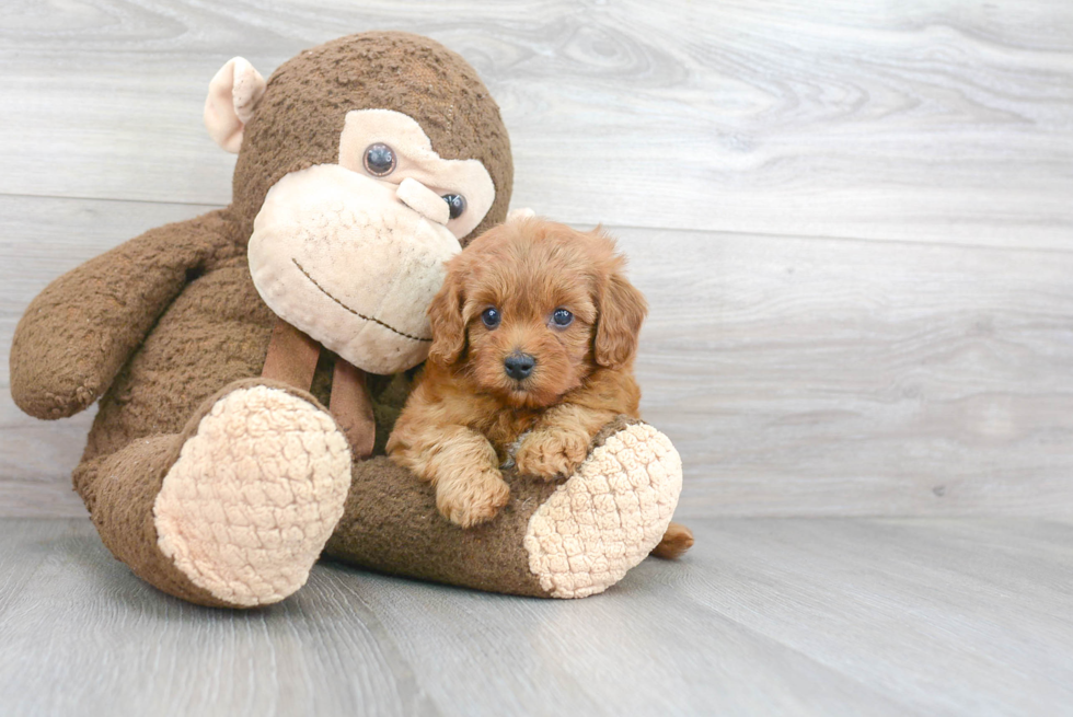 Fluffy Cavapoo Poodle Mix Pup