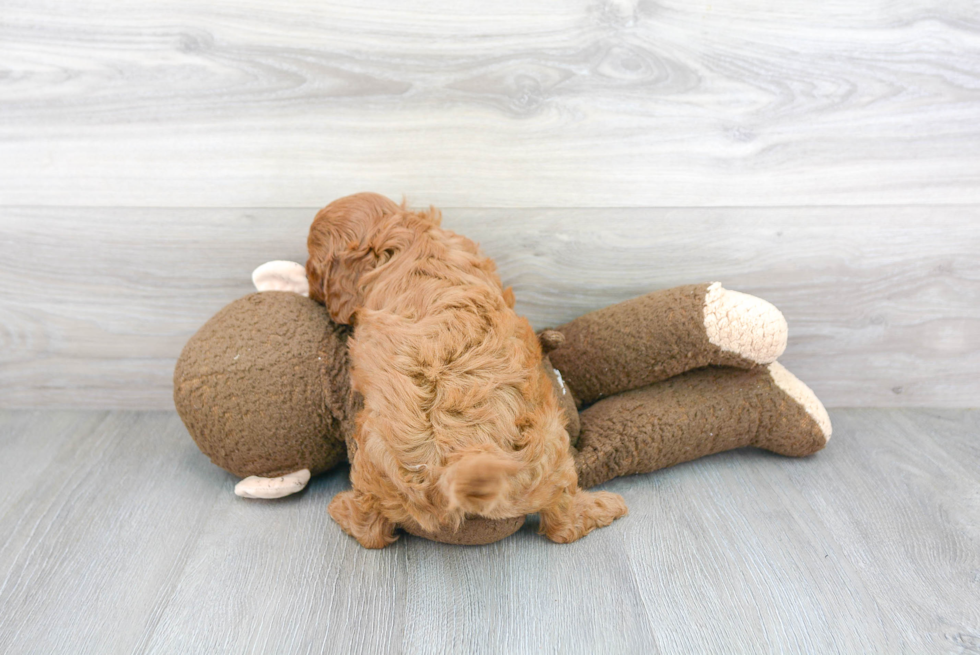 Friendly Cavapoo Baby