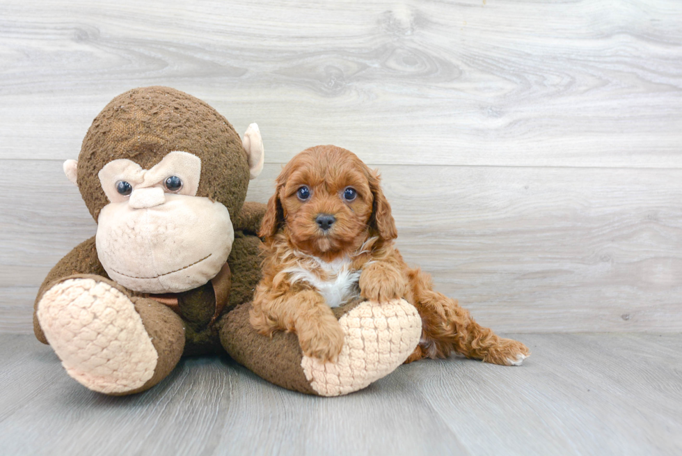 Small Cavapoo Baby